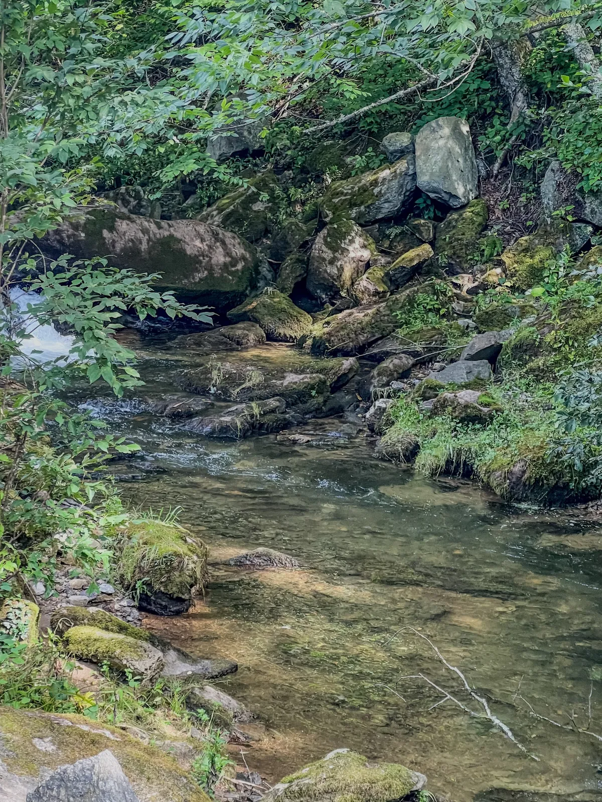 A clear stream bordered by rocks and lush vegetation creates a tranquil, natural setting. The open space along the water’s edge invites leisurely walks, play, and exploration for both guests and their dogs.